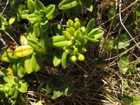 Sivun Veronica elliptica G. Forster kuva