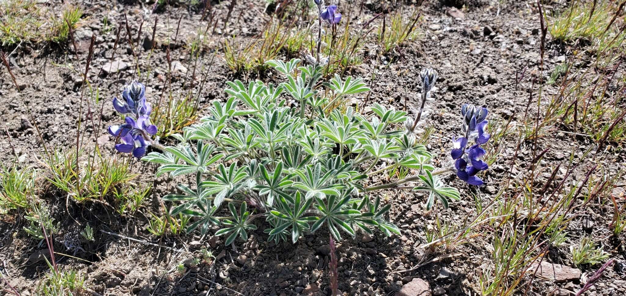 Слика од Lupinus saxosus Howell