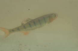 Image of Southern Barred Minnow