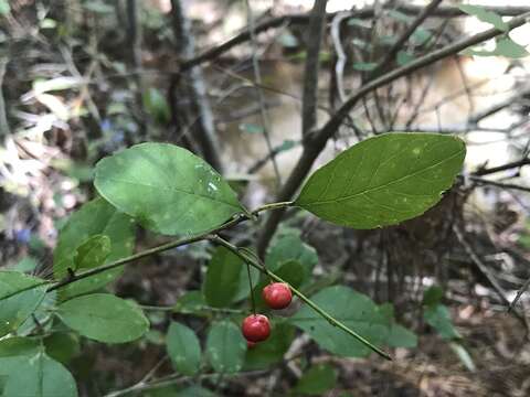 Image of Georgia Holly