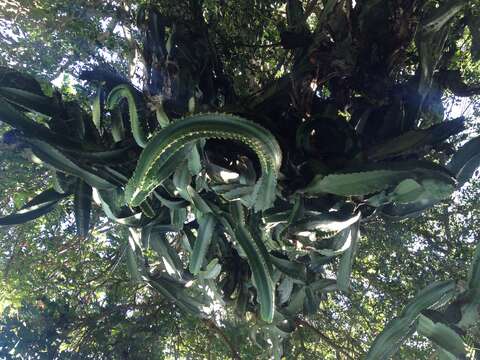 Image of Euphorbia abyssinica J. F. Gmel.