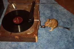 Image of degu