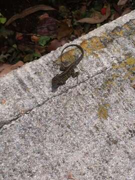 Image of Bahaman brown anole