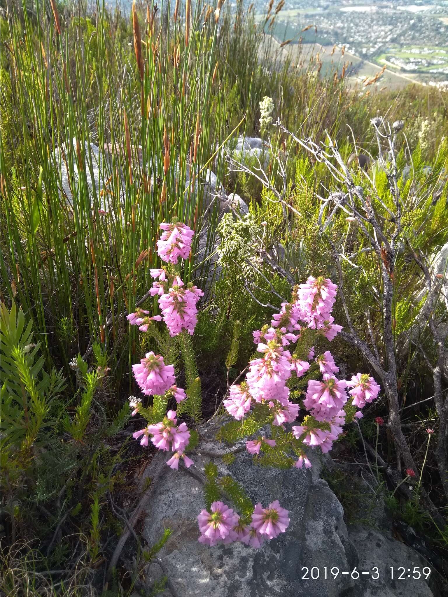 Image of Erica abietina subsp. constantiana E. G. H. Oliv. & I. M. Oliv.