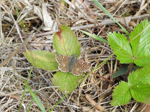 Image of large grizzled skipper