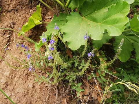 Image of Veronica pectinata L.