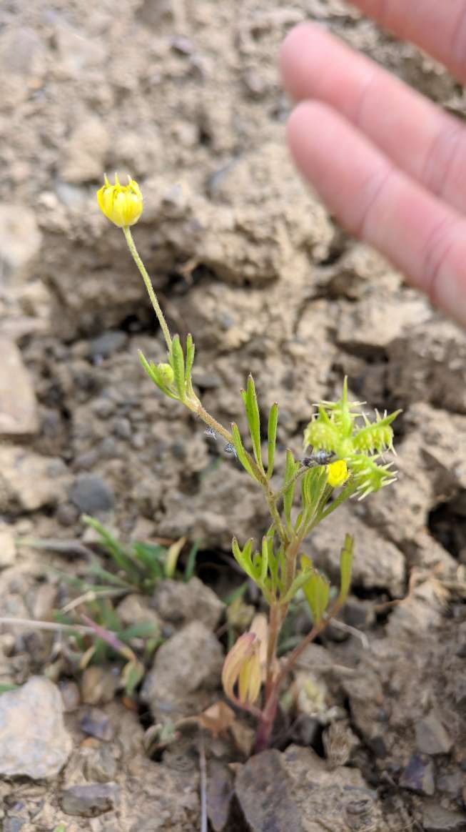 Image of corn buttercup