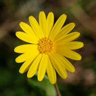 Image of field marigold