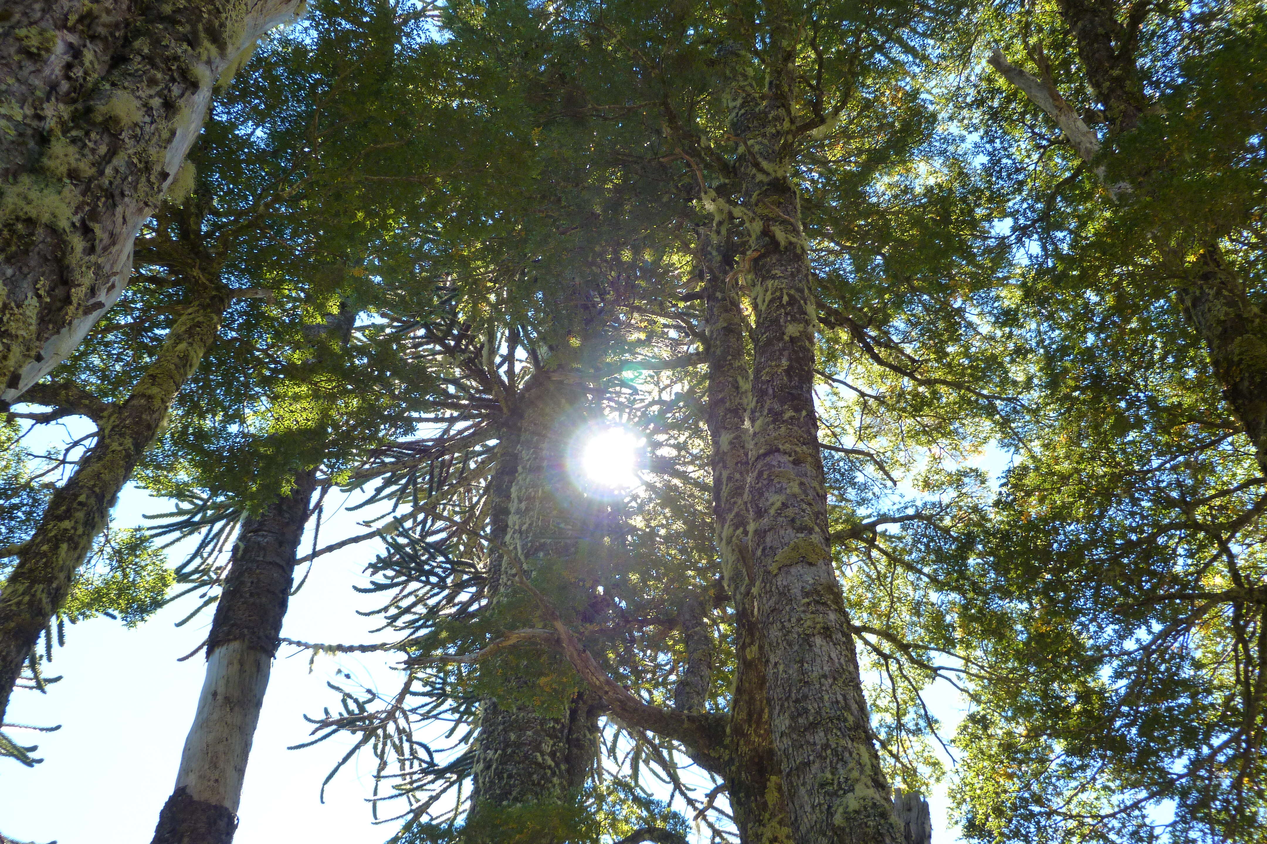 Image of Monkey Puzzle