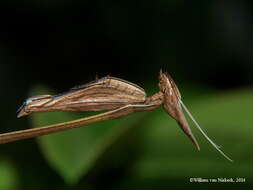 Image of Idolomorpha dentifrons Saussure & Zehntner 1895