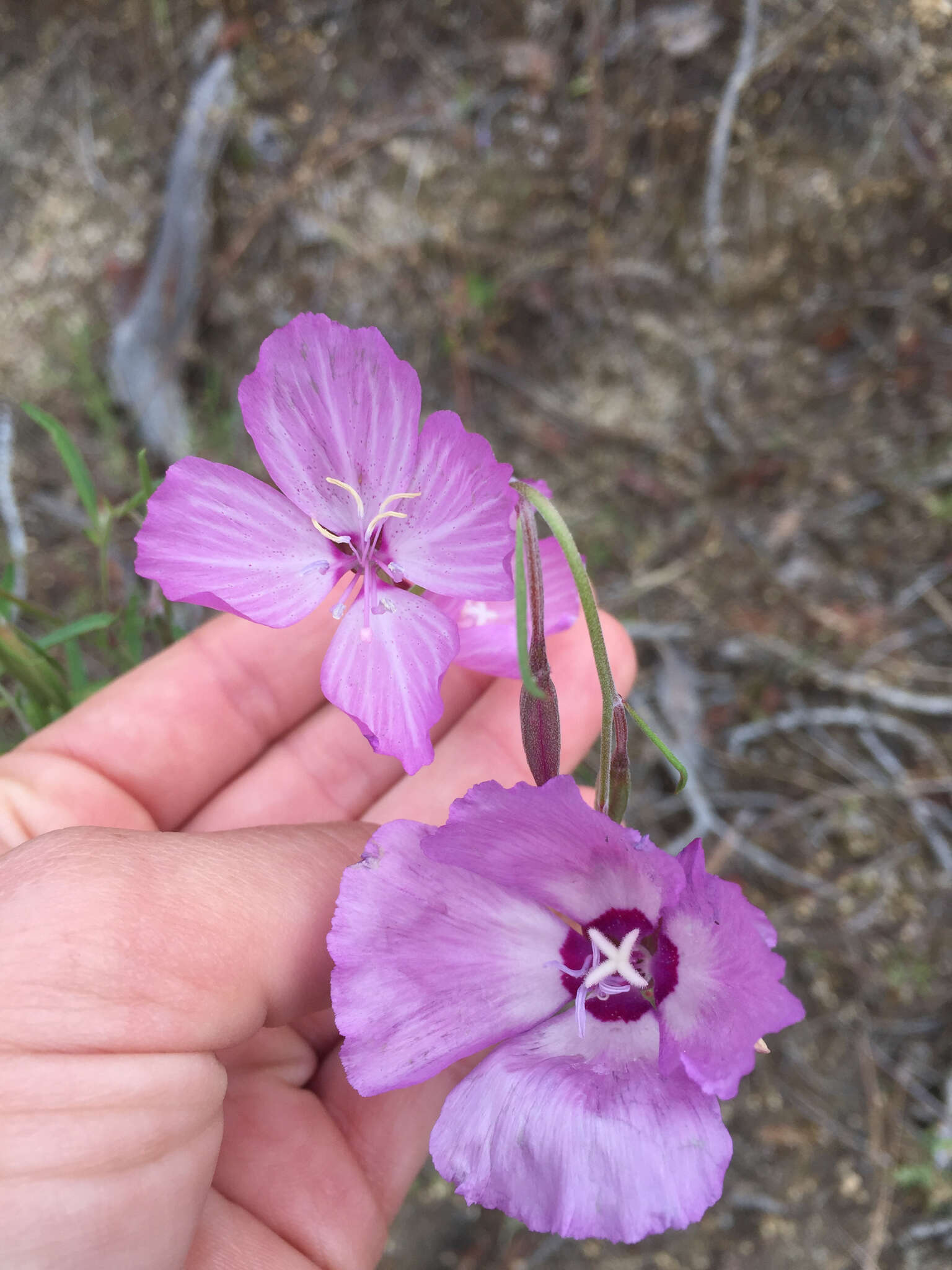 Image of Dudley's clarkia