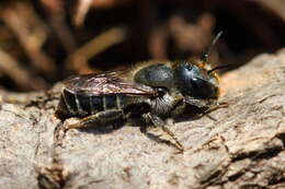 Image of Mason bee