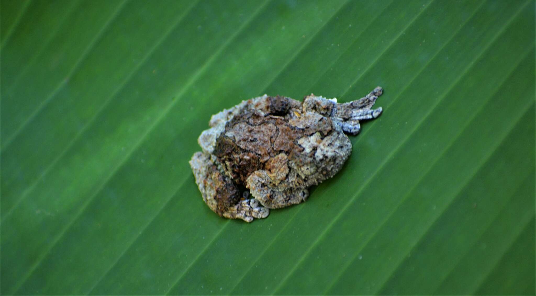 Imagem de Dendropsophus marmoratus (Laurenti 1768)