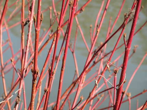 Image of bloodtwig dogwood