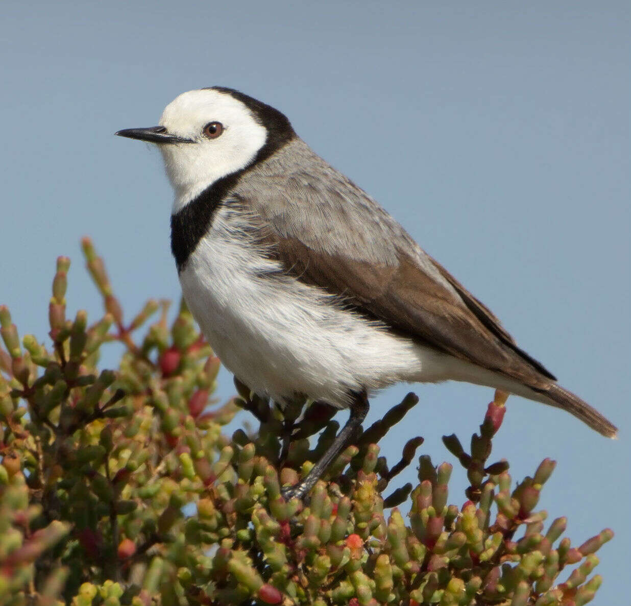 Image of White-fronted Chat