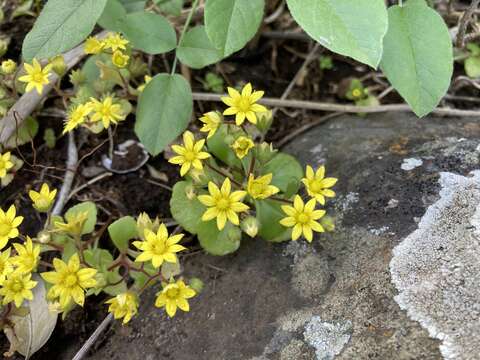 Image of Aichryson punctatum (Chr. Sm.) Webb & Berth.