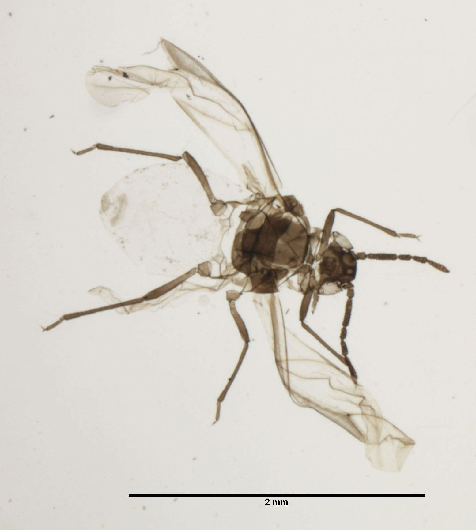Image of Pemphigus (Pemphigus) populicaulis Fitch 1859