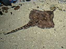 Image of Thornback skate