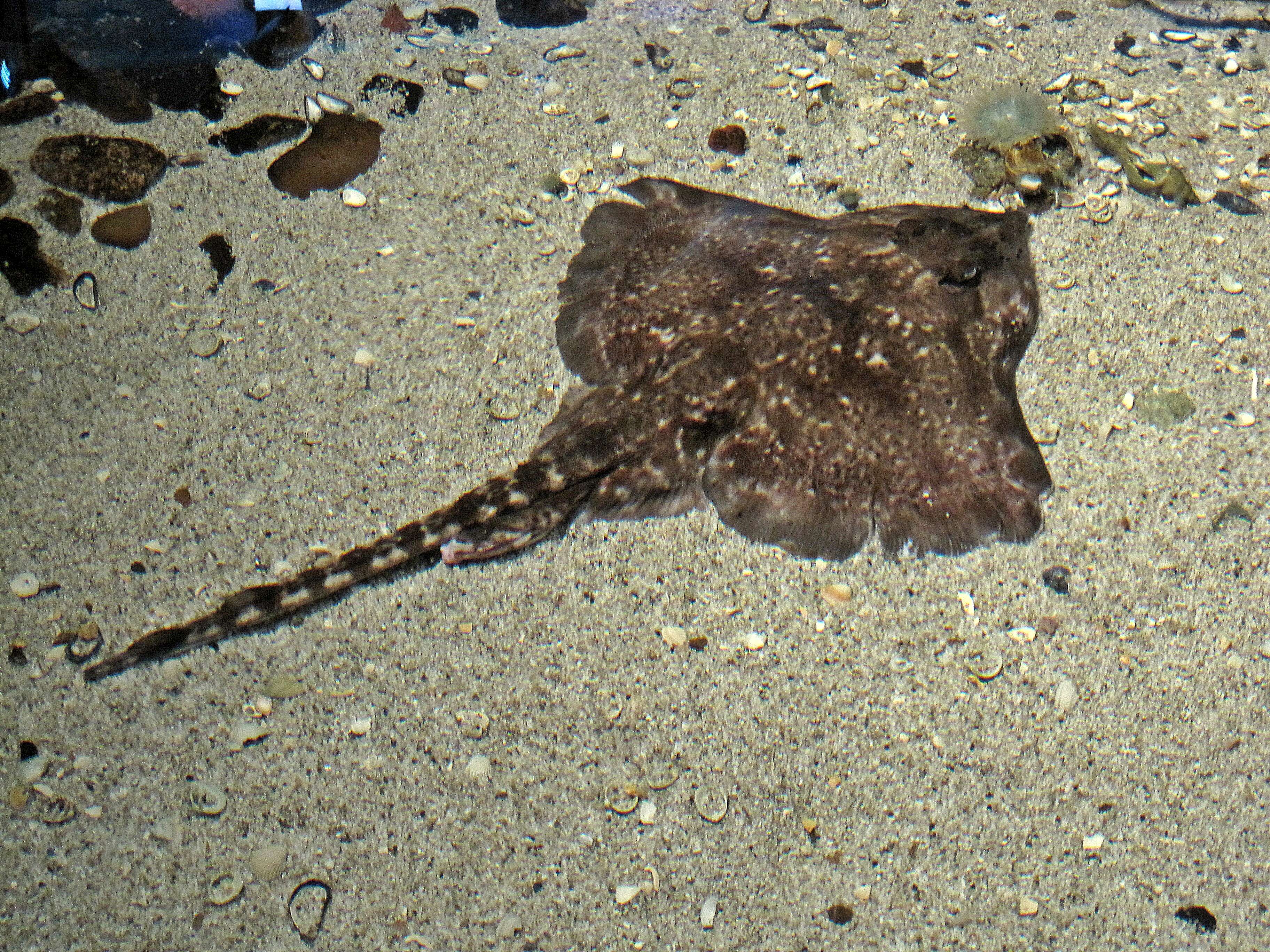 Image of Thornback skate