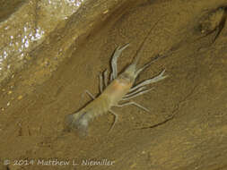 Image of Southern Cave Crayfish