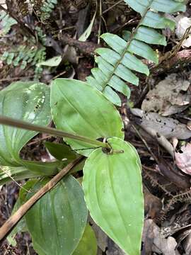 Image of Crepidium atrosanguineum (Ames) Marg. & Szlach.