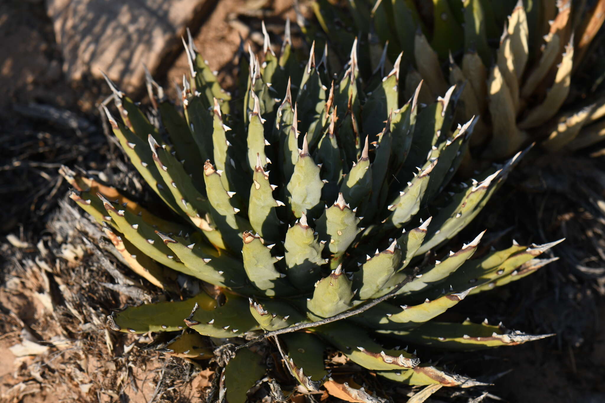 Слика од Agave utahensis subsp. utahensis