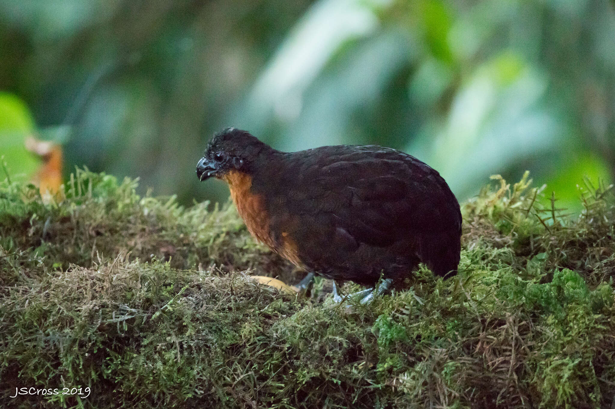 Image of Dark-backed Wood Quail