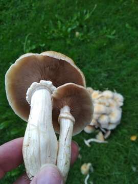 Cyclocybe aegerita (V. Brig.) Vizzini 2014 resmi