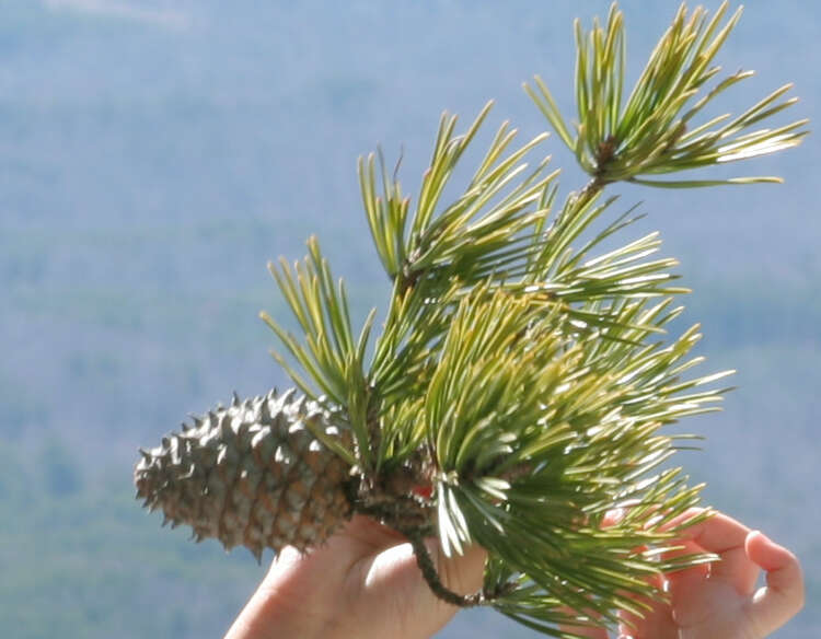 Image of Hickory Pine