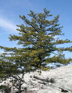 Image of Hickory Pine