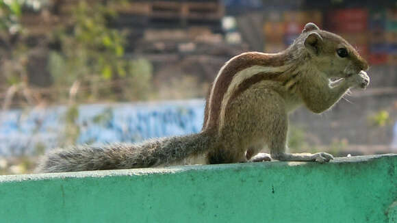 Image of Indian palm squirrel