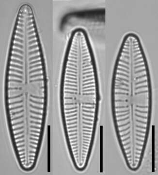Image of Gomphonema angustatum