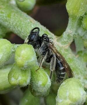 Image of Andrena cressonii cressonii Robertson 1891