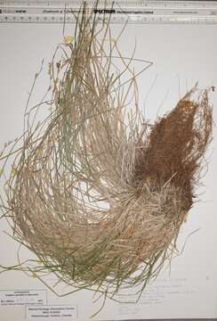 Imagem de Carex bromoides subsp. bromoides