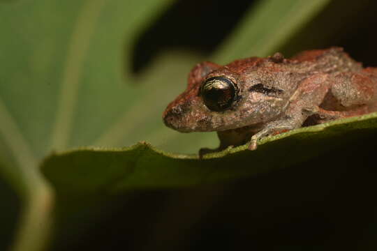 Image of Pristimantis paisa (Lynch & Ardila-Robayo 1999)