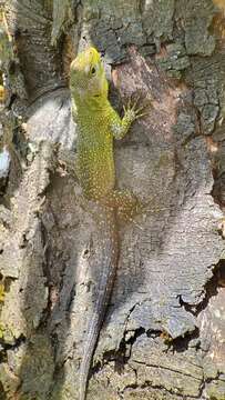 Image of Keeled Whorltail Iguana