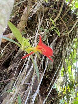 Image de Columnea nicaraguensis Oerst.