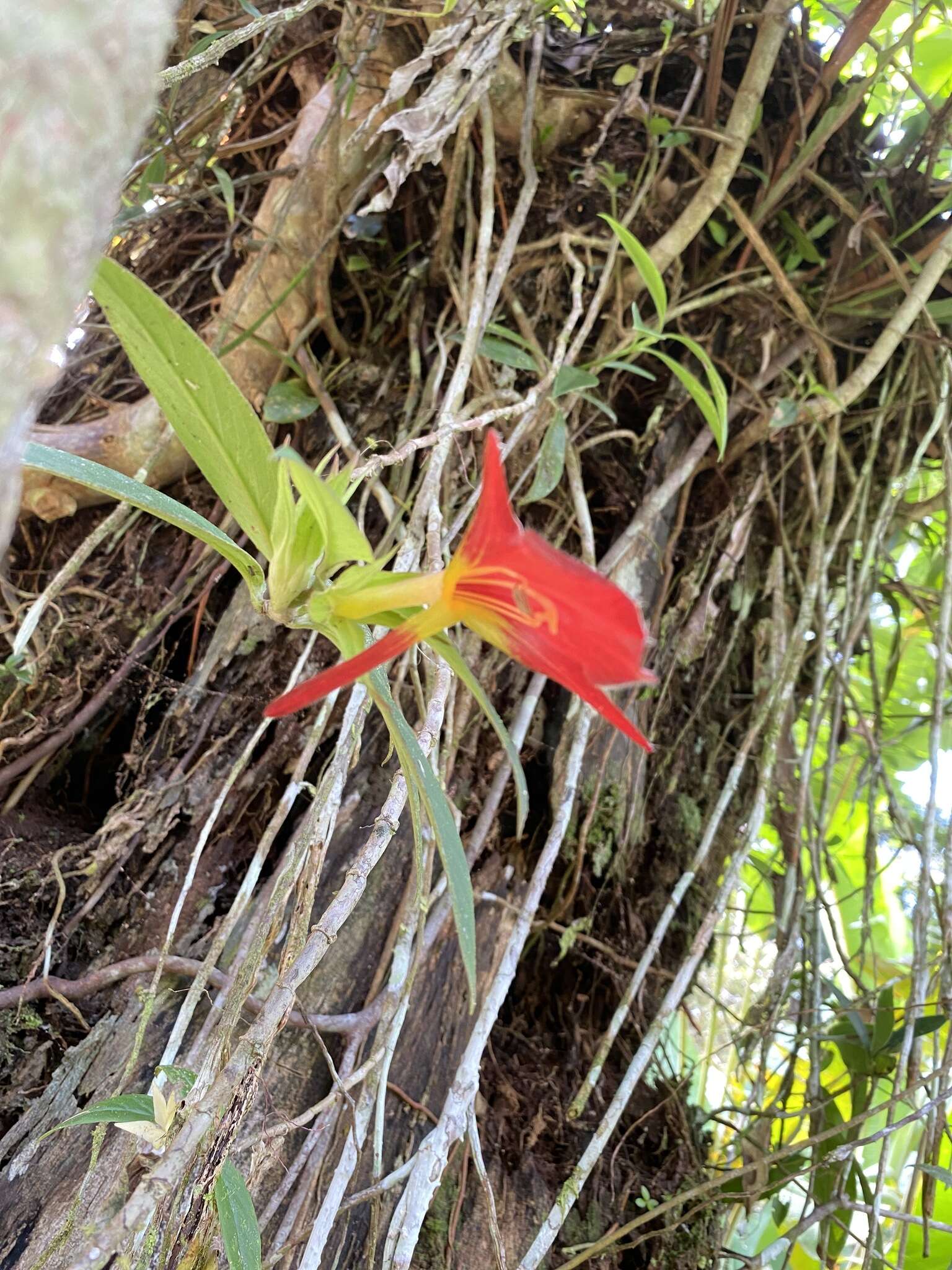 Image de Columnea nicaraguensis Oerst.