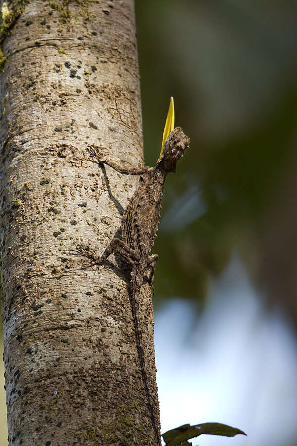 Image of Indian flying lizard