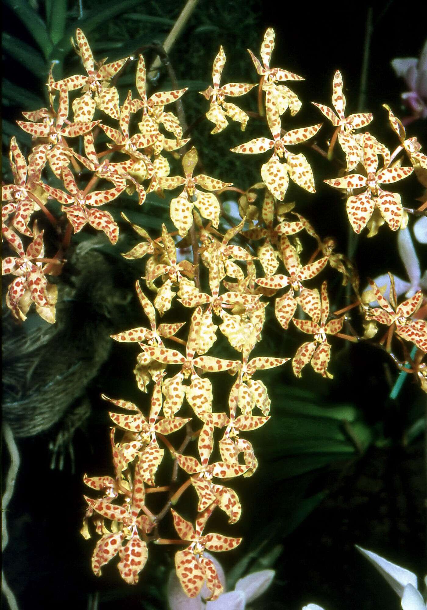 Image of Renanthera monachica Ames