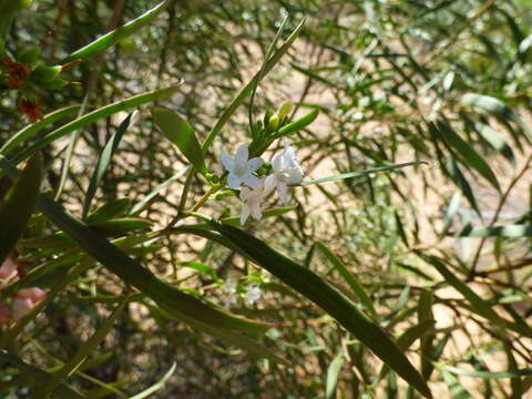 Image of Myoporum platycarpum R. Br.