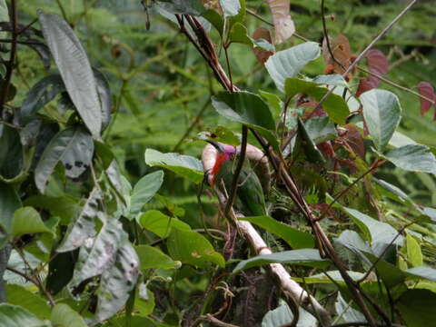 Image of Bearded Bee-eaters