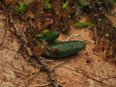 صورة Dendrobium lichenastrum (F. Muell.) Rolfe