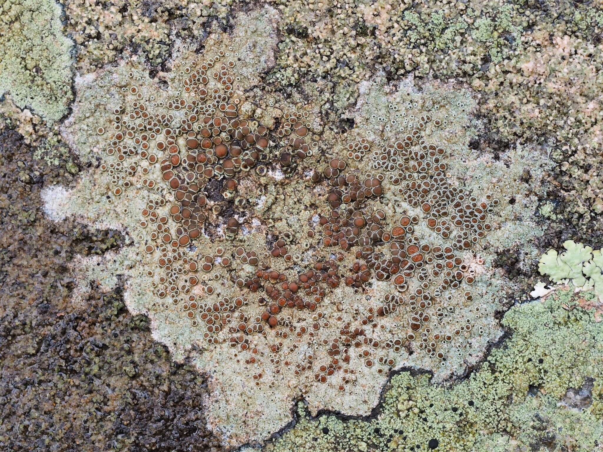 Image of rim lichen