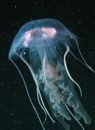 Image of Purplestriped jellyfishes