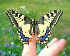 Image of Old World Swallowtail