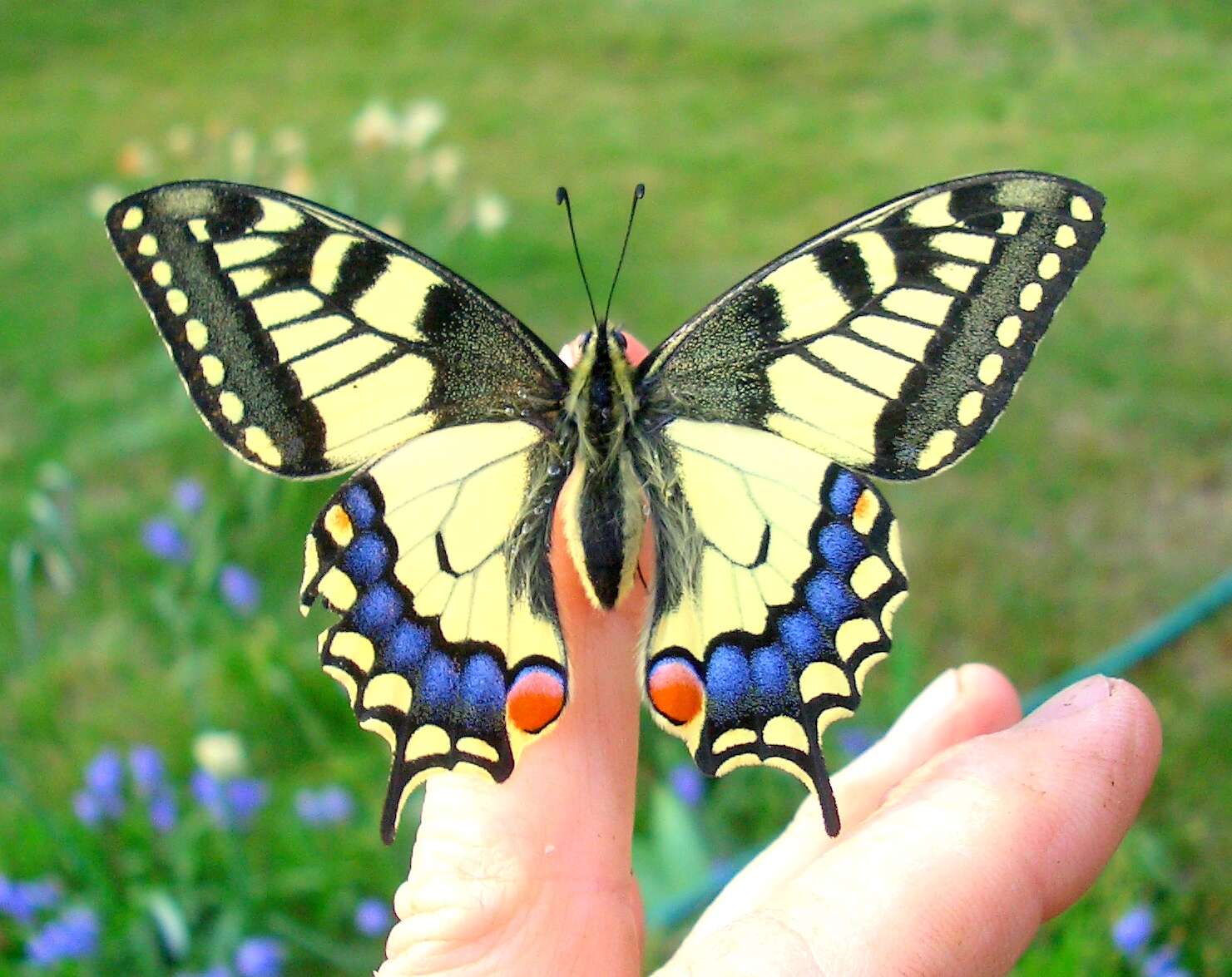 Image of Old World Swallowtail