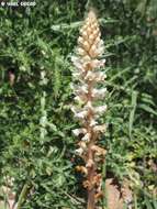 Image of Orobanche palaestina Reuter