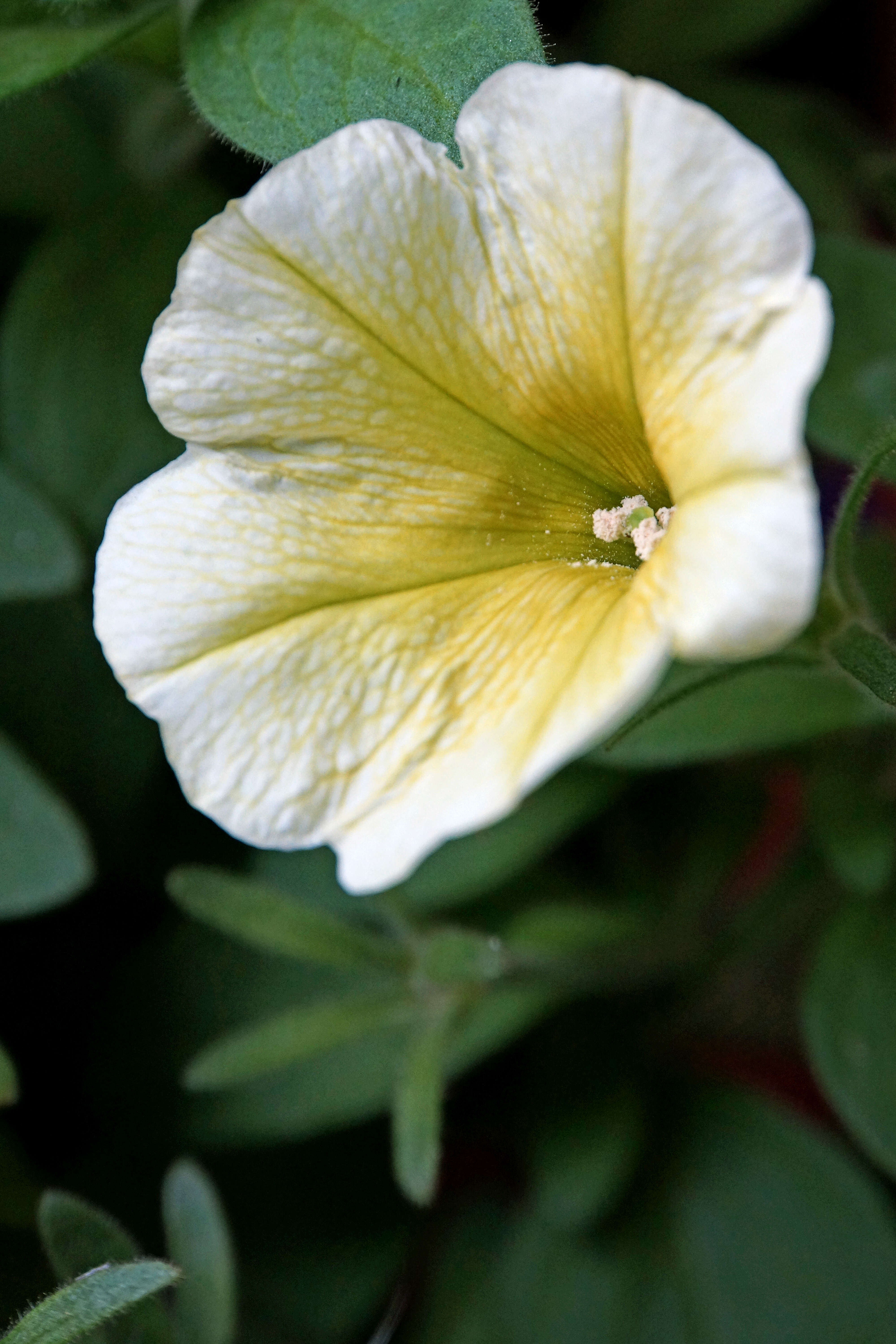 Image of petunia