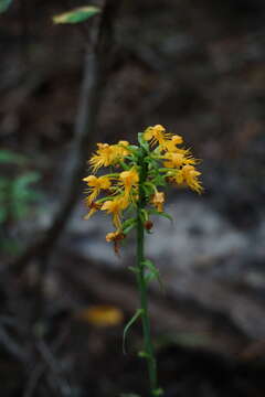 Image of Crested Yellow Orchid